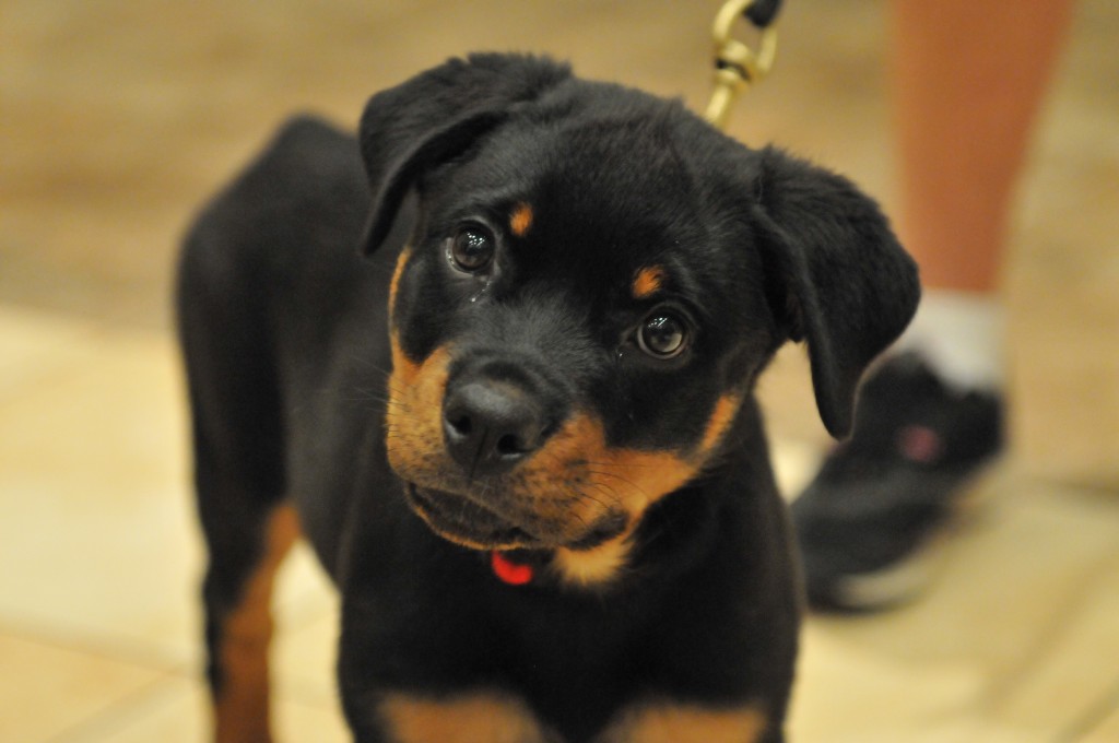 Saber the Rottweiler in puppy class