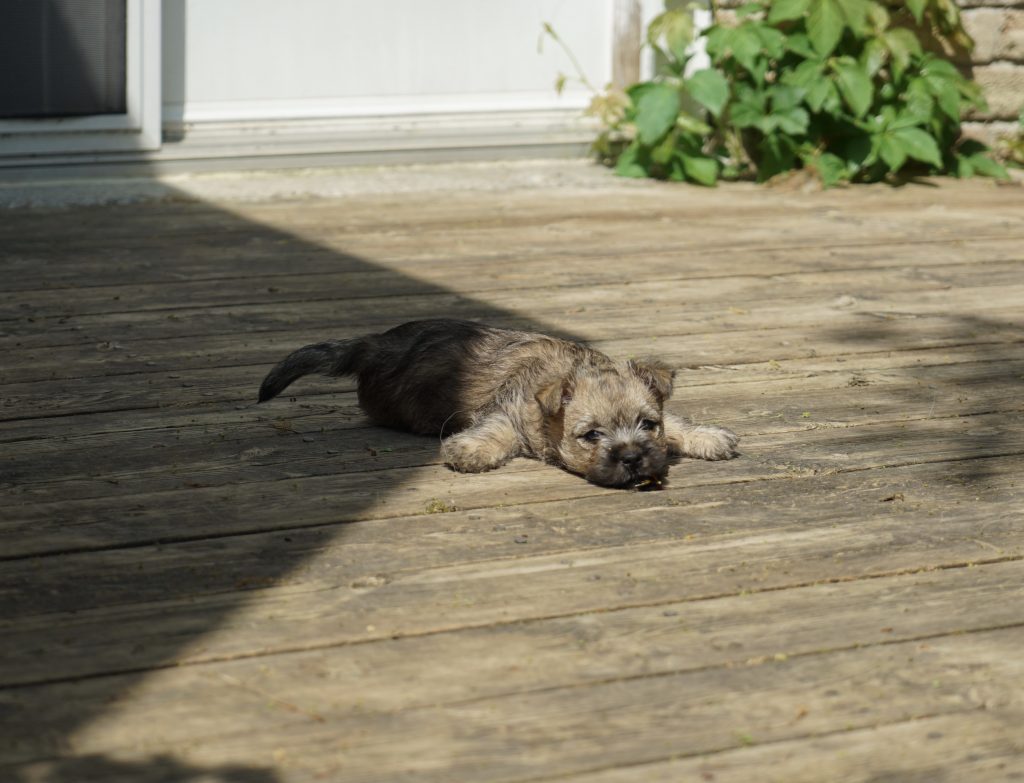 I'm pooped! (Tess)