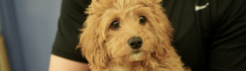 PAWS-ITIVE PUPPIES & Cabaret Cairn Terriers