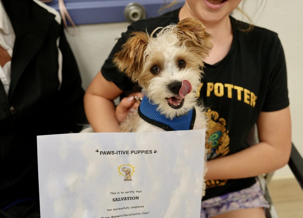 Salvation, the Morkipoo, says "Don't wait! Better register for puppy class now!"