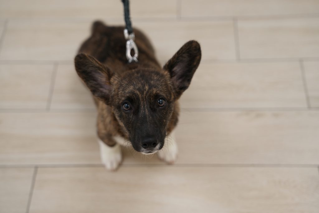 Nomi, Corgi: Don't forget to register for PAWS-ITIVE PUPPIES!
